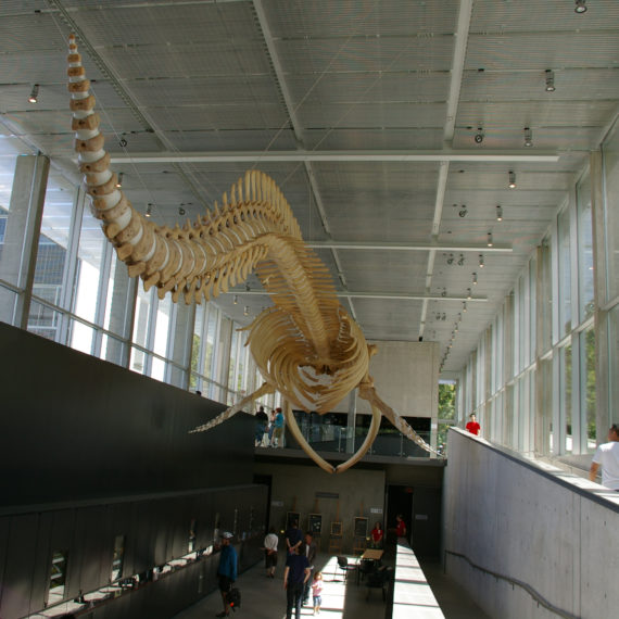 beaty biodiversity centre and museum blue whale